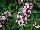 Ernst Benary of Amercia Inc. : Pentas lanceolata 'Lavender' 