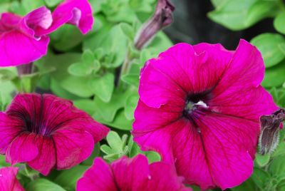 Petunia Aladdin™ 'Burgundy'