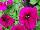 Ernst Benary of Amercia Inc. : Petunia x hybrida 'Burgundy' 