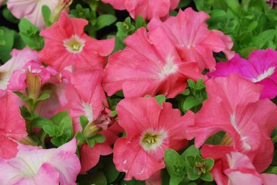 Petunia Aladdin™ 'Peach Morn'