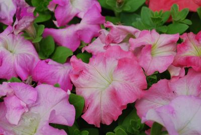 Ernst Benary of Amercia Inc. : Aladdin™ Petunia Pink Morn 