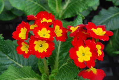 Primula Piano 'Fire'