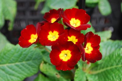 Piano Primula elatior Red 