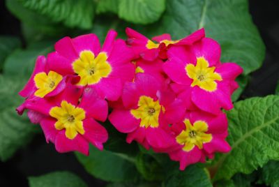 Piano Primula elatior Rose 