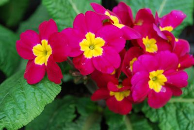Piano Primula elatior Violet 