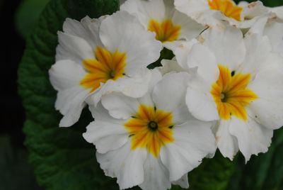 Piano Primula elatior White 
