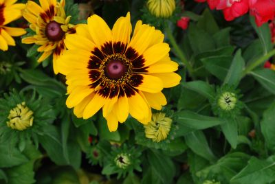 Rudbeckia  'Denver Daisy'