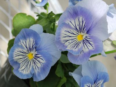 Viola Cats 'Light-Blue'