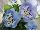 Ernst Benary of Amercia Inc. : Viola  'Light-Blue' 