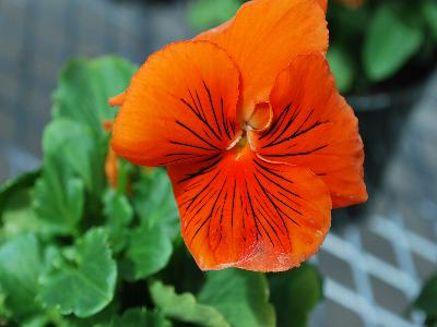 Viola Cats 'Orange'