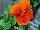 Ernst Benary of Amercia Inc. : Viola  'Orange' 