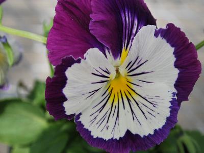 Viola Cats 'Purple-and-White'