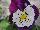 Ernst Benary of Amercia Inc. : Viola  'Purple-and-White' 