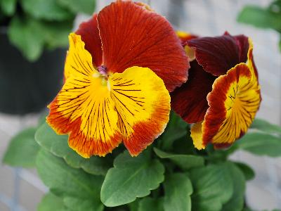 Viola Cats 'Red-and-Gold'