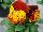 Ernst Benary of Amercia Inc. : Viola  'Red-and-Gold' 