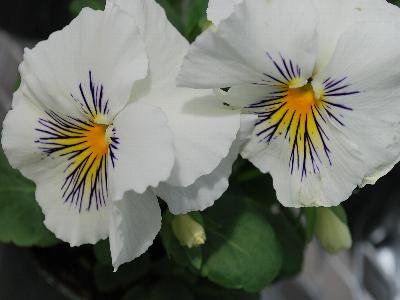 Viola Cats 'White'