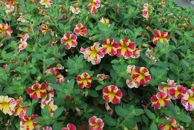 Plant Source International: Calibrachoa Candy Bouquet 