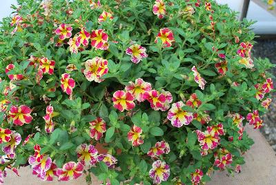 Plant Source International: Calibrachoa Candy Bouquet 