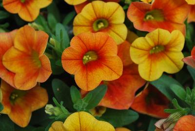 Calibrachoa Calitastic® 'Mango'