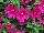 Plant Source International: Calibrachoa  'Fancy Fuchsia' 