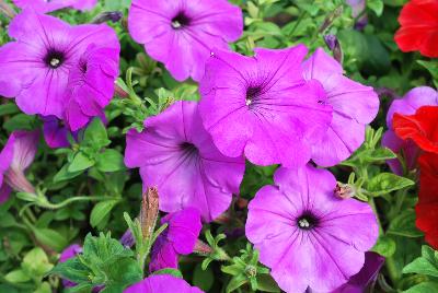 Plant Source International: Glow™ Petunia Fluor Rose 