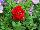 Plant Source International: Petunia  'Double Red' 