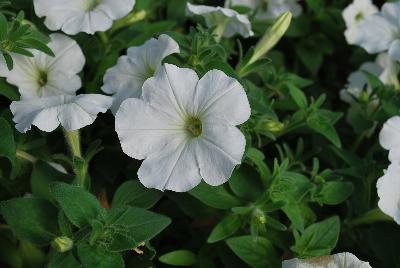 Plant Source International: Glow™ Petunia Snowy White 