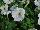 Plant Source International: Petunia  'Snowy White' 