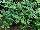 Plant Source International: Hedera  'Ivy Needlepoint' 