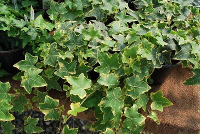 Hedera  'Yellow Ripple'