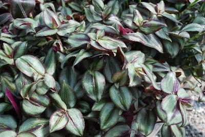 Tradescantia  'Red-Silver'