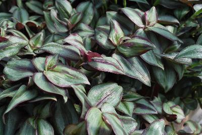 Tradescantia  'Red-Silver'