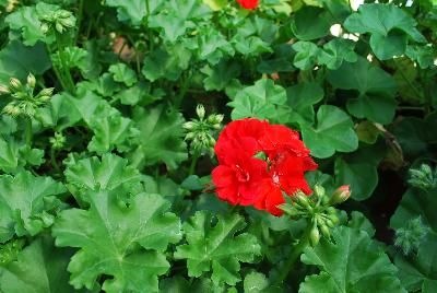 Geranium Dandy 'Orange'