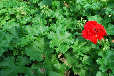 Dandy Geranium Orange