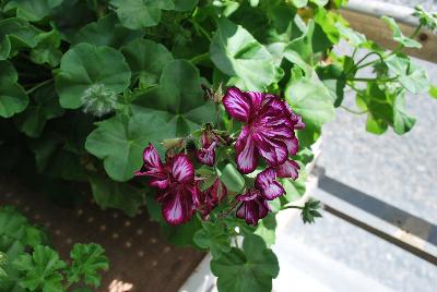 Dandy Geranium Merlot Mex