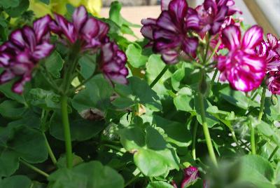 Geranium Dandy 'Merlot Mex'