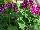 Plant Source International: Geranium  'Merlot Mex' 