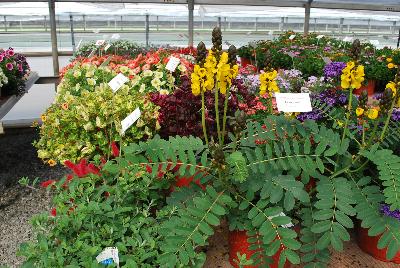 Seen @ Spring Trials 2016.: On display @ Plant Source International, Spring Trials 2016 at Speedling: several new, trusted, and unique varieties available including the Cassia 'Popcorn Plant' with long stalks of yellow flower clusters on long,  strong sturdy stems with symmetric, oval-shaped leaves giving it a tropical look.