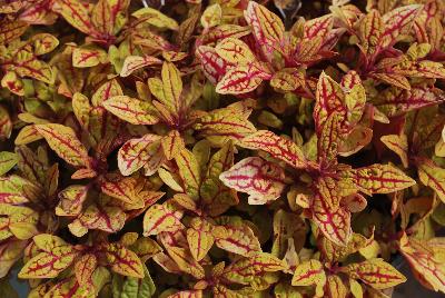 Terra Nova® Coleus Marrakesh 