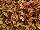 Plant Source International: Coleus  'Marrakesh' 