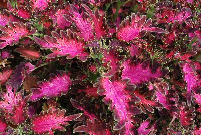 Coleus Wildfire™ 'Smoky Rose'