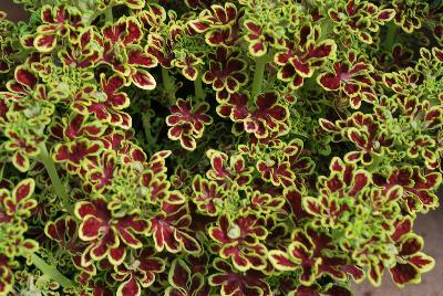 Coleus Tidbits™ 'Tammy'