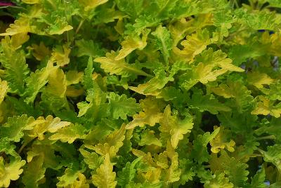 Plant Source International: Terra Nova® Coleus Pepperpot 