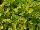Plant Source International: Coleus  'Pepperpot' 