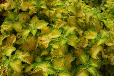 Plant Source International: Terra Nova® Coleus Electric Slide 