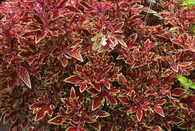 Coleus Terra Nova® 'Cuckoo'