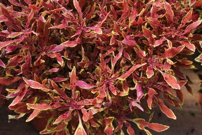 Coleus Hipsters™ 'Jasper'