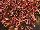Plant Source International: Coleus  'Jasper' 