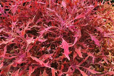 Coleus Hipsters™ 'Luca'