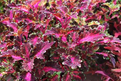 Plant Source International: Globetrotters™ Coleus Gaga 